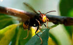 Fotografía de una avispa velutina, comunmente conocida como avispa asiática, cerca de Santiago de Compostela. EFE/Lavandeira jr

