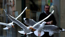 Acabou a farra: hotéis de Veneza darão armas de água para turistas espantarem gaivotas