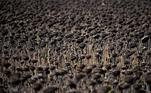 -FOTODELDIA- Ezerets (Bulgaria), 21/08/2022.- Girasoles secos en un campo cerca del pueblo de Ezerets, Bulgaria, 21 de agosto de 2022. Según las previsiones meteorológicas, se espera que las temperaturas superen los 38 grados centígrados en los próximos días. EFE/VASSIL DONEV