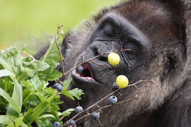 Fatou não escondeu a felicidade ao receber os presentes. Os gorilas são os maiores macacos e chegam a pesar até 200 kg. Apesar da aparência imponente, os animais vivem em paz com as famílias e costumam ser sociáveis. Os conflitos são resolvidos por meio de gritos, gestos e demonstrações de força
