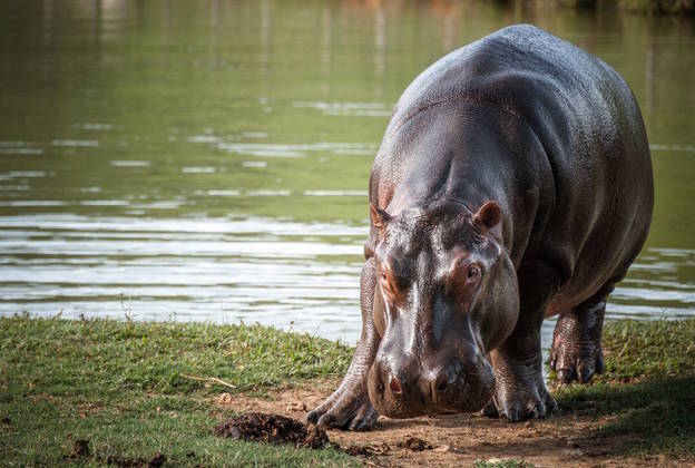 Com rápida adaptação ao meio ambiente, os hipopótamos se tornaram uma praga na região noroeste do país depois que o narcotraficante Pablo Escobar levou os quatro primeiros animais para a fazenda Nápoles em 1984. Com o fim do cartel do traficante em 1993, de acordo com estimativas oficiais, são mais de 150 animais que vivem livres às margens do rio Magdalena hoje