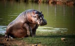 O governo da Colômbia estuda liberar a 'caça de controle' de hipopótamos na região da Antióquia, perto de Medellin, depois que um animal cruzou uma rodovia e provocou um acidente com dois feridos na última quarta-feira (12). O exemplar morreu