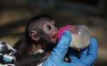 Não precisa nem dizer quão felizes os funcionários do zoológico ficaram com essa oportunidade única de cuidar do animal