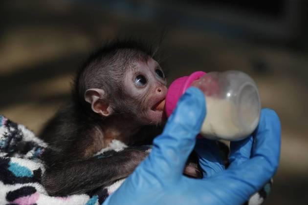 Não precisa nem dizer quão felizes os funcionários do zoológico ficaram com essa oportunidade única de cuidar do animal