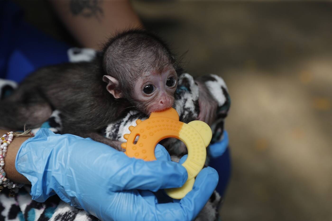 Macaco aranha no Zoosafari, Mamãe Macaco aranha e filhote n…