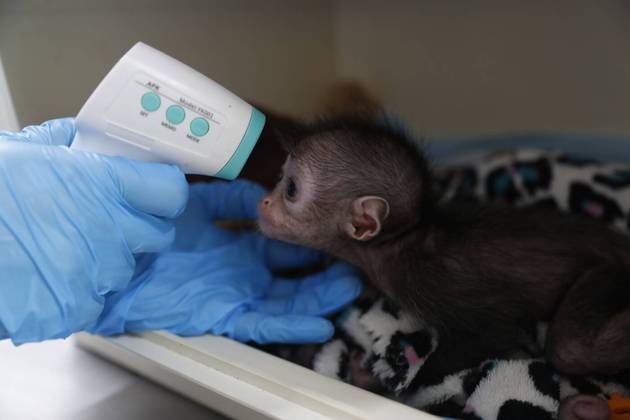 O filhote, que é da espécie macaco-aranha, foi levado ao Zoológico de Cali