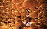 Hong Kong (China).- A woman takes photographs while visiting an art installation entitled 'A Golden Year' made up to 8,000 silk peonies, dahlias and chrysanthemums in Hong Kong, China, 17 January 2019 (reissued 27 May 2020). Gold is considered a majestic color that symbolizes wealth and luxury. It is associated with success, achievement, and triumph, but it can also be deemed decadent and overindulgent. Connected with prestige and elegance, gold symbolizes divinity, power, and wisdom in many religions due to its association with masculine energy and the power of the sun. EFE/EPA/JEROME FAVRE ATTENTION: This Image is part of a PHOTO SET *** Local Caption *** 54905277