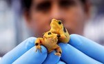epa08446646 A scientist holds two golden frogs at the Smithsonian Tropical Research Institute located in the Gamboa rainforest in Panama, 11 September 2019 (reissued 27 May 2020). Gold is considered a majestic color that symbolizes wealth and luxury. It is associated with success, achievement, and triumph, but it can also be deemed decadent and overindulgent. Connected with prestige and elegance, gold symbolizes divinity, power, and wisdom in many religions due to its association with masculine energy and the power of the sun. EPA/BIENVENIDO VELASCO ATTENTION: This Image is part of a PHOTO SET *** Local Caption *** 55460889