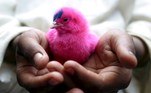 Karachi (Pakistan), 21/02/2006.- A child holds a pink colored chick in Karachi, Pakistan, 21 February 2006 (reissued 19 May 2020). Pink became fashionable as a luxurious color worn by both sexes in the mid 1700s. By the time men moved to darker hues, women adopted pink and it became a girls' color. In the 1960s high fashion and celebrities embraced pink. A significant change took place when the color became a symbol for women's and LGBTQ rights in the 1970s and, from 1990 on, also the symbolic color for the struggle against breast cancer. Subsequently, pink is now recognized as a color of protest, femininity, joy, energy and affirmation. (Moda, Protestas) EFE/EPA/AKHTAR SOOMRO ATTENTION: This Image is part of a PHOTO SET *** Local Caption *** 00648135