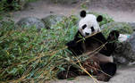 Vista de um panda no zoológico de Madrid. O urso panda aparece em relatórios ambientais como um animal em extinção. Foto: David Fernández.

