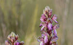 Orquídea, de nombre "Imantoglossum robertianum", que crece en el Pirineo aragonés. Autor: Cristina Muñoz

