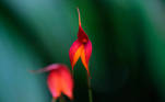 Fotografía fechada el 05 de abril del 2019 que muestra una orquídea de la especie "Masdevallia Veitchiana", símbolo del santuario histórico de la ciudadela de Machu Picchu, región surandina del Cusco (Perú).. EFE/ Ernesto Arias

