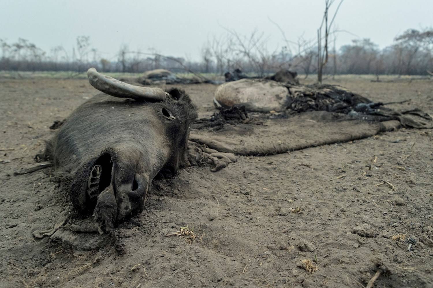 Fogo deixa rastro de destruição e animais mortos no Pantanal - Fotos - R7  Brasil