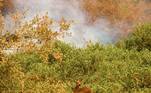 AME4530. POCORÉ (BRASIL), 12/09/2020.- Un ciervo intenta escapar del fuego que golpea el Pantanal hoy, en el estado Mato Grosso (Brasil). El avance de los incendios en la zona rural del municipio de Pocoré, en el estado brasileño de Mato Grosso (centro-oeste) y que forma parte del Pantanal, ha dejado estragos en la biodiversidad de la zona, considerada el mayor humedal del planeta, compartido con Bolivia y Paraguay. Los fuertes incendios que azotan este año al Pantanal brasileño y que ya han destruido el 15 % de este ecosistema amenazan a cientos de especies que allí habitan. El jaguar, el mayor felino de América, es uno de ellos. EFE/Rogério Florentino