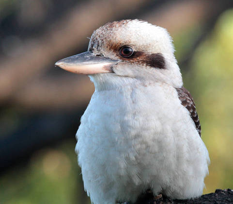 Cucaburra común​. Foto: Dr. Corey T. Callaghan



