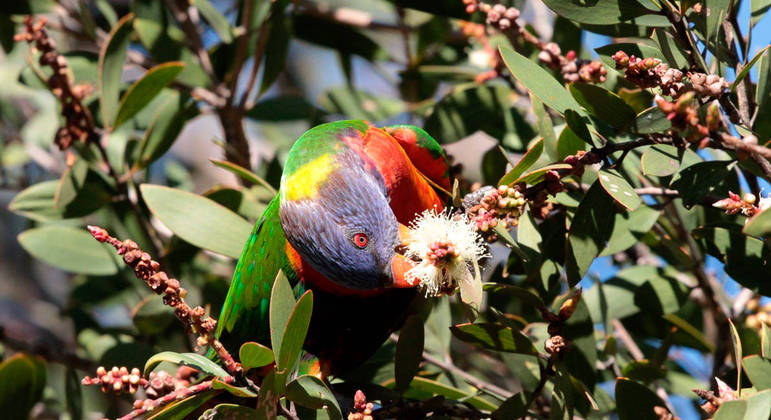 Trichoglossus moluccanus é um tipo de papagaio colorido encontrado na Austrália