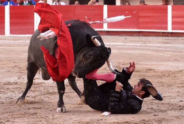 O touro Cayito, que pesava 546 kg, não só chifrou, como também derrubou o toureiro no chão e por pouco não o pisoteou numa apresentação na Plaza Monumental de San Marcos