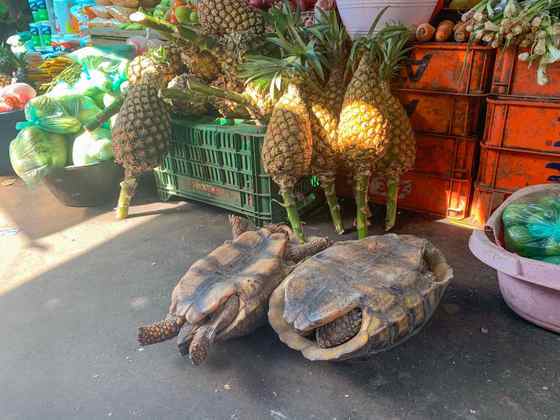 As tartarugas também não escapam das mãos dos suspeitos e são vendidas vivas. A imagem acima mostra a estratégia para elas não fugirem: os animais são colocados com o casco para baixo