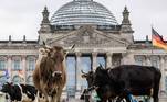 Um grupo de agropecuaristas que defende a produção sustentável de leite e carne, em conjunto com a ONG (Organização Não-Governamental) Greenpeace, fez um protesto inusitado nesta terça-feira (16) na Alemanha. Os integrantes do ato espalharam dezenas de vacas no gramado que fica em frente ao Reichstag, o Parlamento Alemão