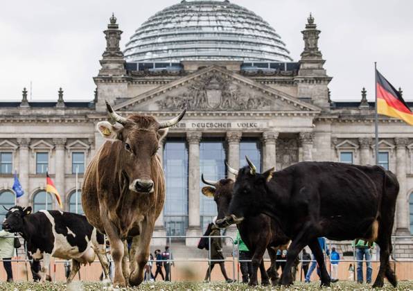 Um grupo de agropecuaristas que defende a produção sustentável de leite e carne, em conjunto com a ONG (Organização Não-Governamental) Greenpeace, fez um protesto inusitado nesta terça-feira (16) na Alemanha. Os integrantes do ato espalharam dezenas de vacas no gramado que fica em frente ao Reichstag, o Parlamento Alemão