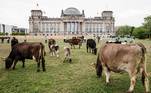 O grupo de pecuaristas contrário ao confinamento se chama, na tradução livre, Grupo de Trabalho para a Agricultura Rural