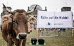 A manifestação pede que o governo volte a estimular a criação de gado no pasto, não em fazendas de confinamento. Nesta imagem, um animal é fotografado com uma faixa ao fundo que diz: 'Vacas no pasto'