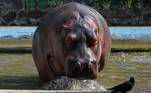 O hipopótamo também fez de tudo para escapar do forte calor em Mumbai
