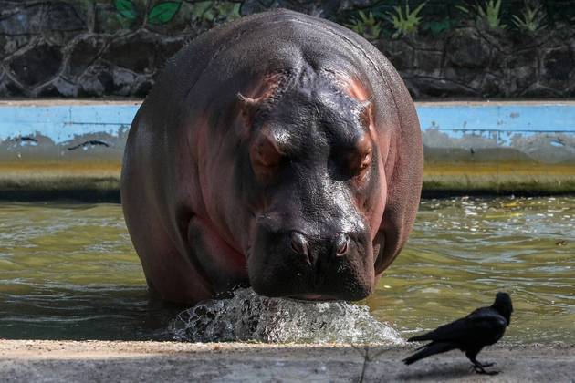 O hipopótamo também fez de tudo para escapar do forte calor em Mumbai