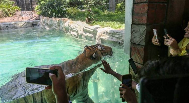  Os visitantes do zoológico aproveitaram a instalação especializada de observação subaquática e viram de perto o tigre nadando debaixo da água