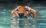 O tigre permaneceu por um bom tempo debaixo da água para dar uma trégua na sensação térmica, que chegou a 36ºC