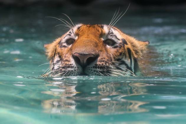 O tigre permaneceu por um bom tempo debaixo da água para dar uma trégua na sensação térmica, que chegou a 36ºC