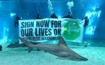 Genoa (Italy), 25/02/2021.- People hold a banner against global warming in a shark tank at the Aquarium of Genoa, Italy, 25 February 2021. Aquarium of Genoa joins the campaign 'Stop Global Warming' promoted by the European citizens movement. (Italia, Génova) EFE/EPA/LUCA ZENNARO