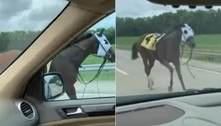 Égua escapa de pista de corrida e dispara pela contramão de rodovia