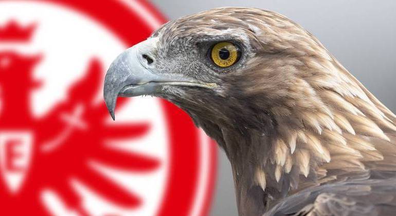 A mascote do Eintracht