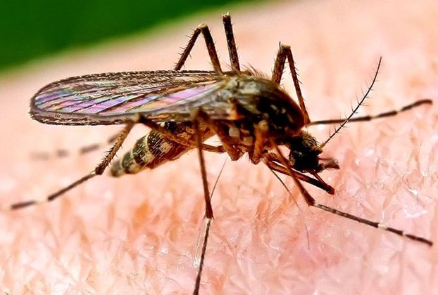 Ela foi picada pelo mosquito-palha, que a transmitiu leishmaniose, uma doença que começa com úlceras na pele e febre e pode levar à morte, se for ignorada.  