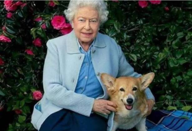 Ela tinha 96 anos e foi rainha do Reino Unido por  70 anos. Ao longo de todo este tempo,  Elizabeth Alexandra Mary colecionou cachorros. Só de falecidos foram 30, de acordo com a  emissora de tv CNN Brasil. 