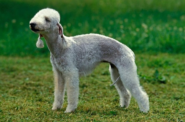 Ele não é tão popular, mas o Bedlington Terrier, ainda que bem agitado, é muito carinhoso e adora ficar no colo de seus donos.