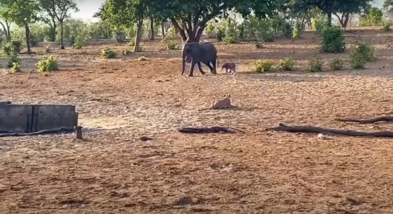 Uma elefanta mamãe de dois filhotes não conseguiu proteger um deles de um grupo de leões