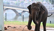 Elefantas acorrentadas no zoológico de Hanói causam indignação no Vietnã