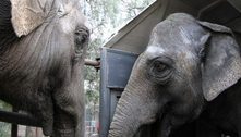 Elefantas vindas da Argentina chegam a santuário em MT