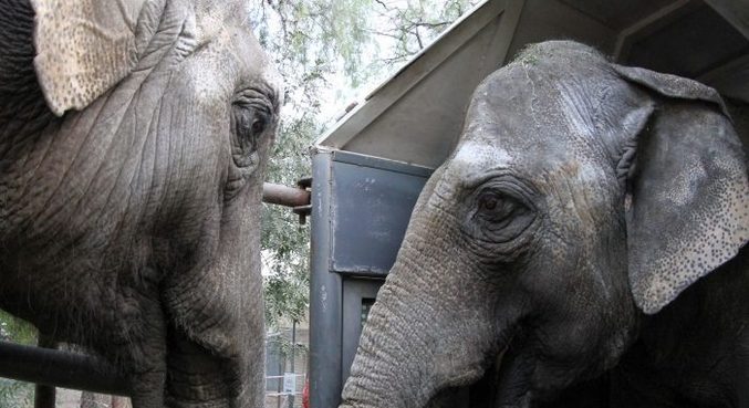 Elefantas chegaram ao Brasil nesta terça, quando passaram por alfândega no PR