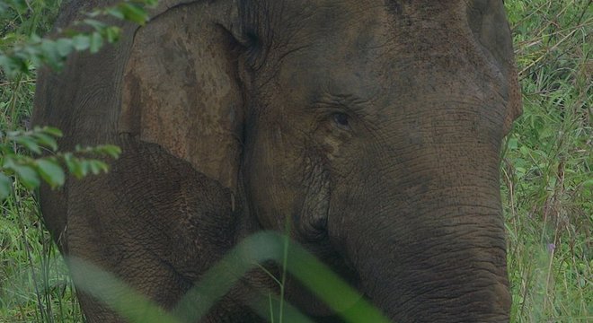 Os elefantes de Sumatra são a única espécie de elefantes no mundo listada como criticamente ameaçada de extinção