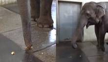 Elefante aprende a descascar banana após observar cuidadores no zoológico