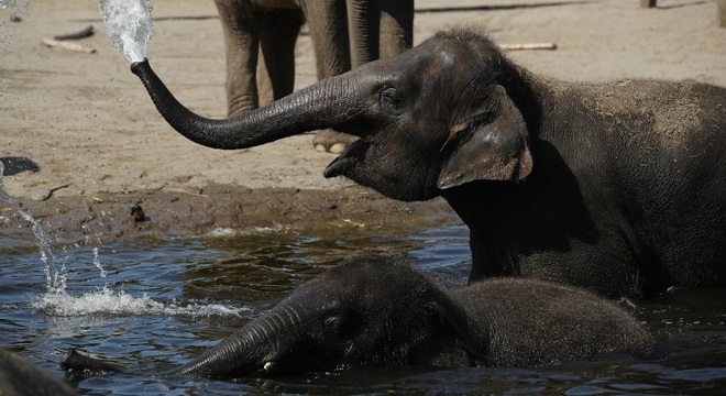 Elefantes asiáticos têm parentesco com espécie que viveu na América Latina