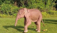Um raro elefante branco, com 'olhos de pérola', nasce em Mianmar