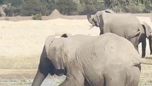 Vídeo chocante: elefante estraçalha crocodilo que tentou comer filhote