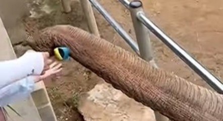 Elefante devolve sapato de criança em zoológico na China