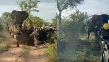 Elefante ensandecido parte para cima de jipe e põe geral para correr