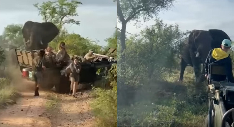 Elefante partiu para cima de jipe que circulava por reserva na África do Sul