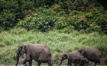 Atualmente, os elefantes-da-floresta ocupam apenas 25% deseu território original, e suas populações mais importantes se encontram noGabão e no Congo. O elefante-da-savana prefere um hábitat mais aberto, naÁfrica Subsaariana.